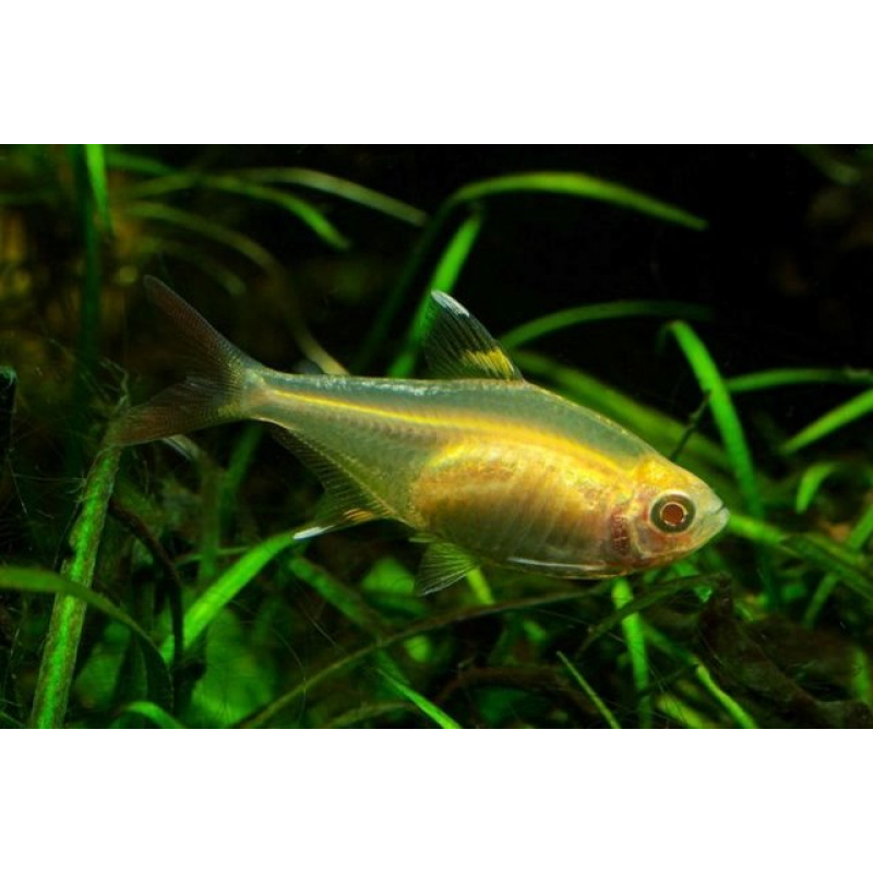 Pristella Riddlei gold 3cm